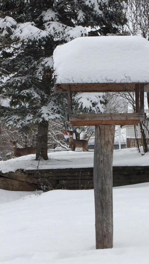 Gite Duchenier Saint-Narcisse-de-Rimouski エクステリア 写真
